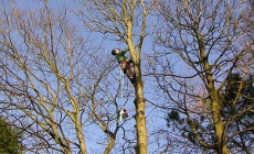 Tree Surgery